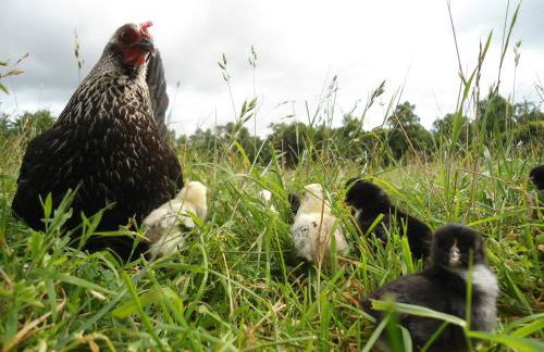 Bauernhof Diestel - Foto 10