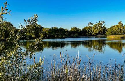 Folsom Old Town Escape • Cozy Cottage + Library - Foto 8