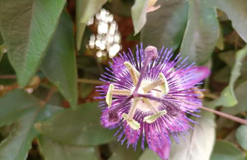 Maison Belle Époque & suites - Foto 21