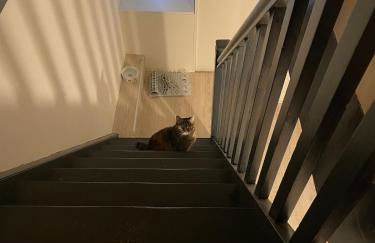 Like a house - lovely Maisonette with Cats - Foto 13