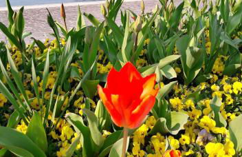 Casa Rustica con giardino - Foto 44