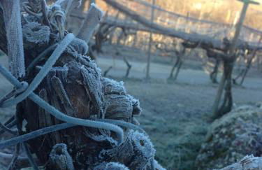 Azienda Agricola Campion - Foto 50