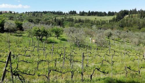 La Cantinetta di Barberino - Foto 4