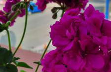 Vesuvius' Lovely Inn - Foto 6