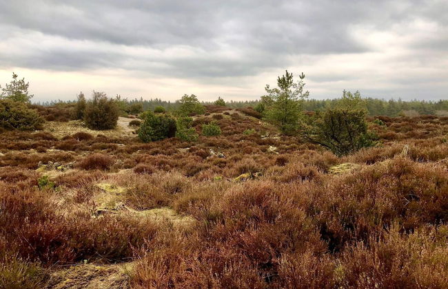 4 Person Holiday Home in Grindsted-by Traum - Foto 5