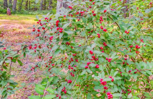 Cozy Appalachian Getaway 5 Mi to Prospect Peak! - Photo 32