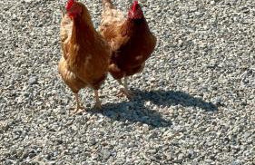 Pheasants Nook - Foto 47