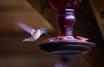 Marr's Mountain Cabins - Foto 68