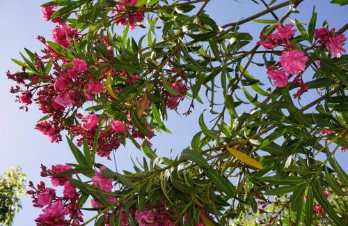 MariRena plaz - Foto 62