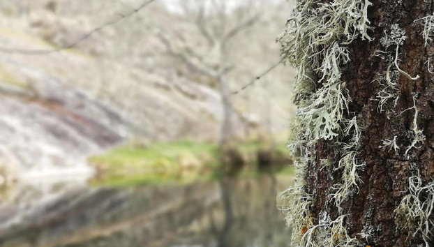 Senderismo por Vilar Maior - Foto 5, Líquenes sobre la corteza de un árbol