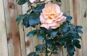 La BREZOUNIÉRE 2 - Foto 40