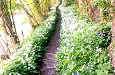 Mellow Mountain Eco Retreat Wales Hot-Tub Sauna - Foto 14