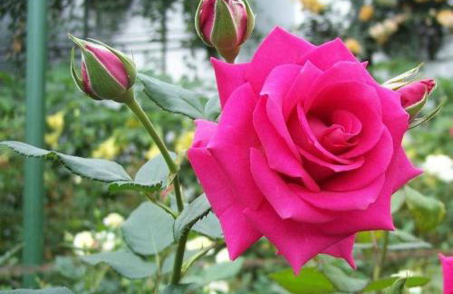 Room near the Airport - Foto 37