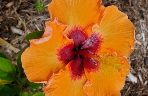 Pahoa Paradise Palms - Foto 29