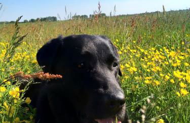 Ferienhaus Segebrecht - Foto 4