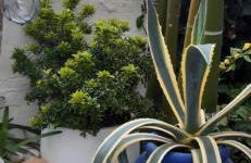 Maison et terrasse dans le jardin du Château de Gaillard - Foto 22