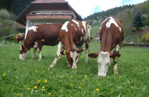 Geigerbauernhof - Foto 8