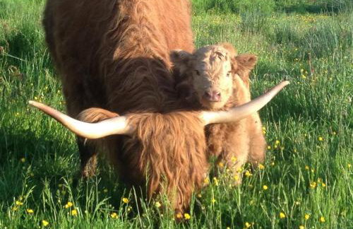 East Kip - Dog Friendly - Foto 27