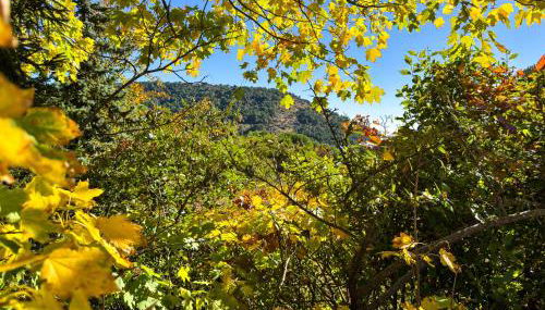 Casa Abetos - Foto 2