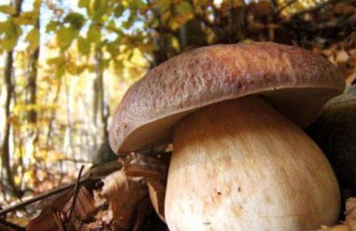 Maison Amiata - Foto 35