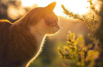 Trebisonda Country Resort - Foto 6