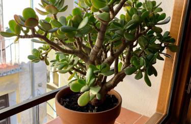 LA MOMA Apartments & Room - Foto 25