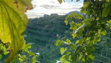 Profumo di Collina - Foto 1