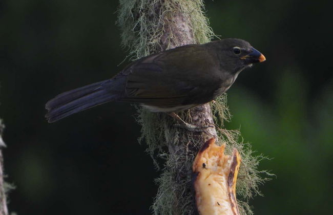 Bird-Watching at Barbas Bremen - Photo 7
