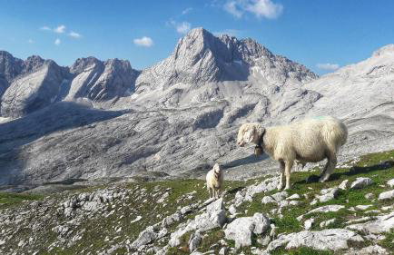 Ferienwohnung Alpspitze - Photo 6