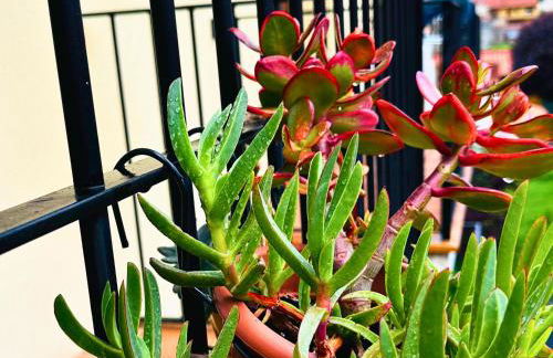 Cal Harrys - La Mejor Casa de vacaciones en Pyrenees con Vistas a la Montaña - Photo 56