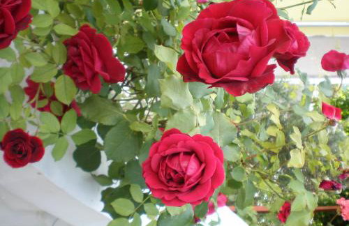 Oaza Tribunj Sea View - Foto 15