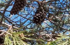 Salamar Saler Golf - Photo 44