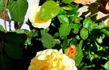 La Perla di Marzamemi - Foto 40