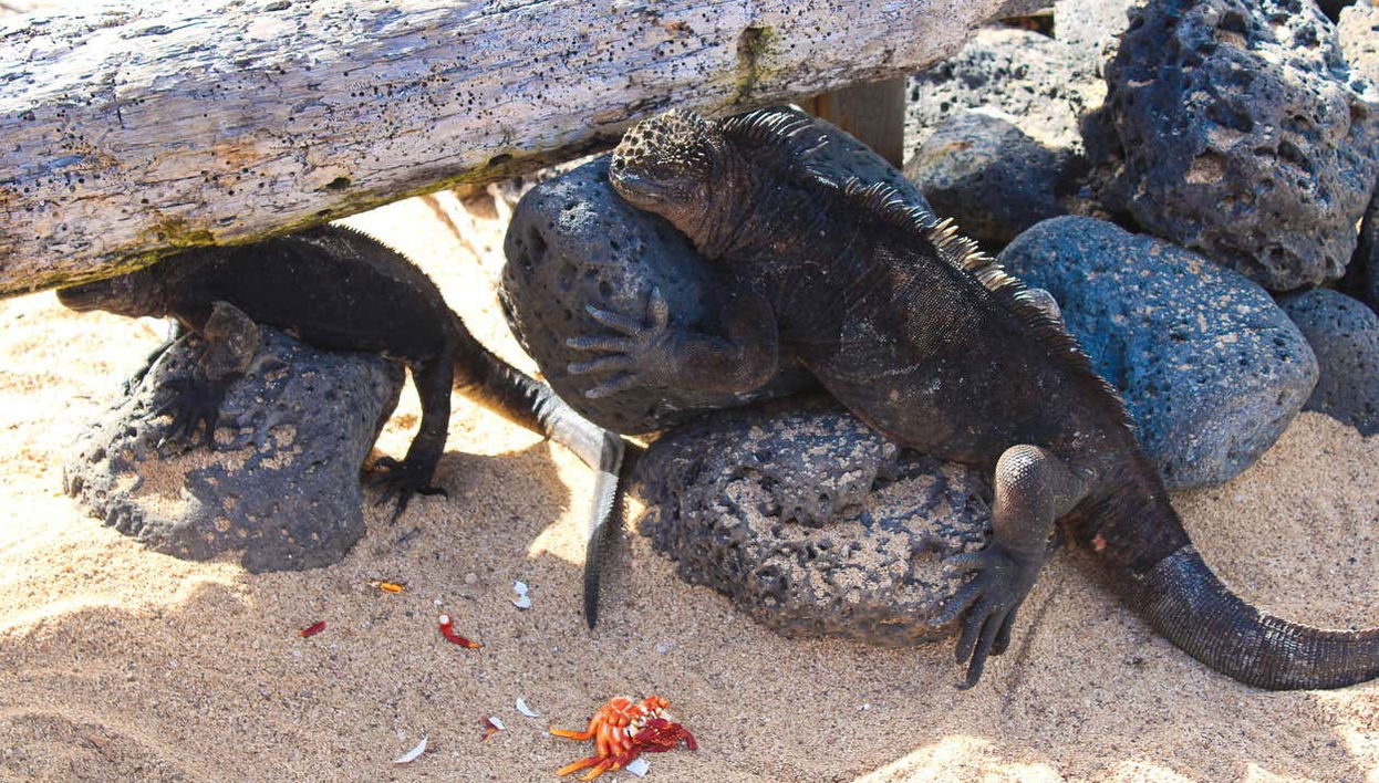 Iguanes marins des Galápagos