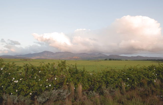 Endless Vineyards at Wildekrans Wine Estate - Photo 40