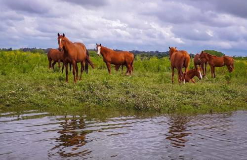 Quinta Marinhais para férias no Ribatejo - Foto 31