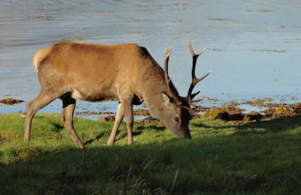 Charming cottage with loch and hill views nr Edinburgh - Foto 24