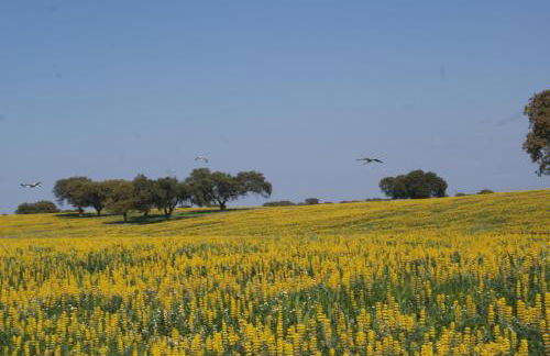Flor de Laranjeira - Foto 16