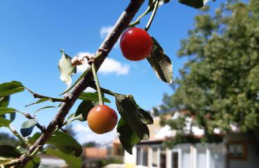 Quintal do Freixo - Country House - Photo 21