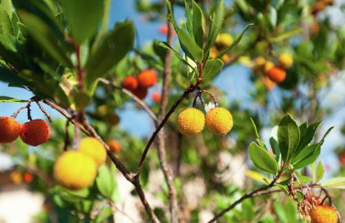 Farmhouse in Giano dell'Umbria - Foto 38