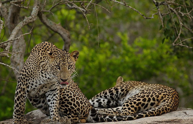 Naturehawks Safari Villa Yala - Foto 13