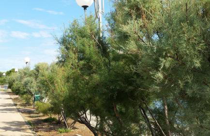 Apartment Sajković - Foto 7