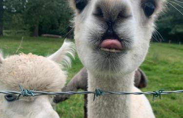 Dwylig Isa Holiday Cottages - Photo 71