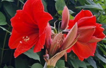 Apartments Fantazija Rovinj - Foto 77