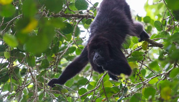 Excursión a Lamanai - Foto 4