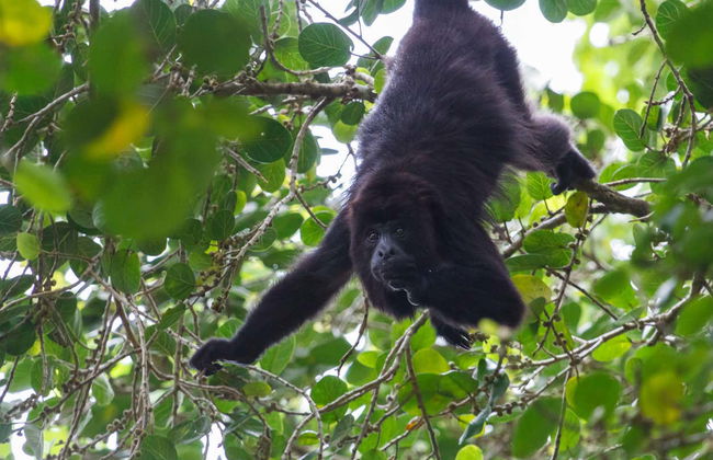 Lamanai Day Trip - Foto 4