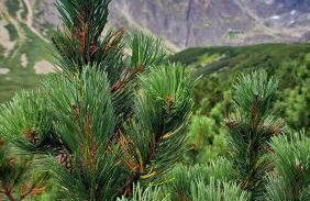 Domek pod Kozińcem SAUNA JACUZZI Zakopane - Foto 48