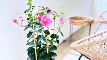 Libra Light - Foto 5