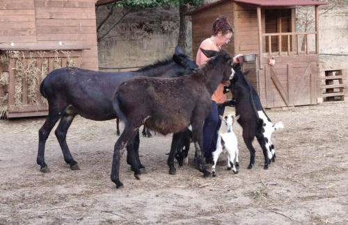 Casa vacanze il Pastore Tedesco - Foto 27