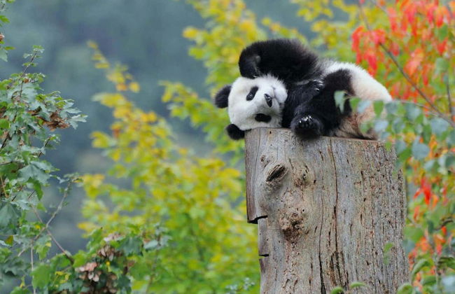 Excursion privée du Grand Bouddha de Leshan + Réserve de pandas - Photo 6